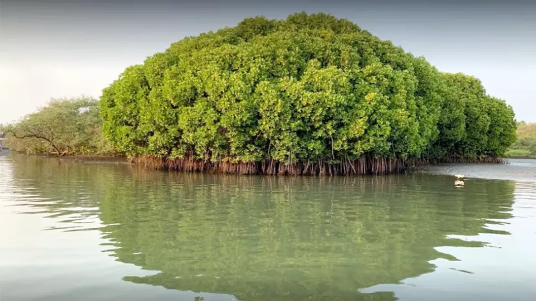 കടലുണ്ടി കമ്മ്യൂണിറ്റി റിസർവ്