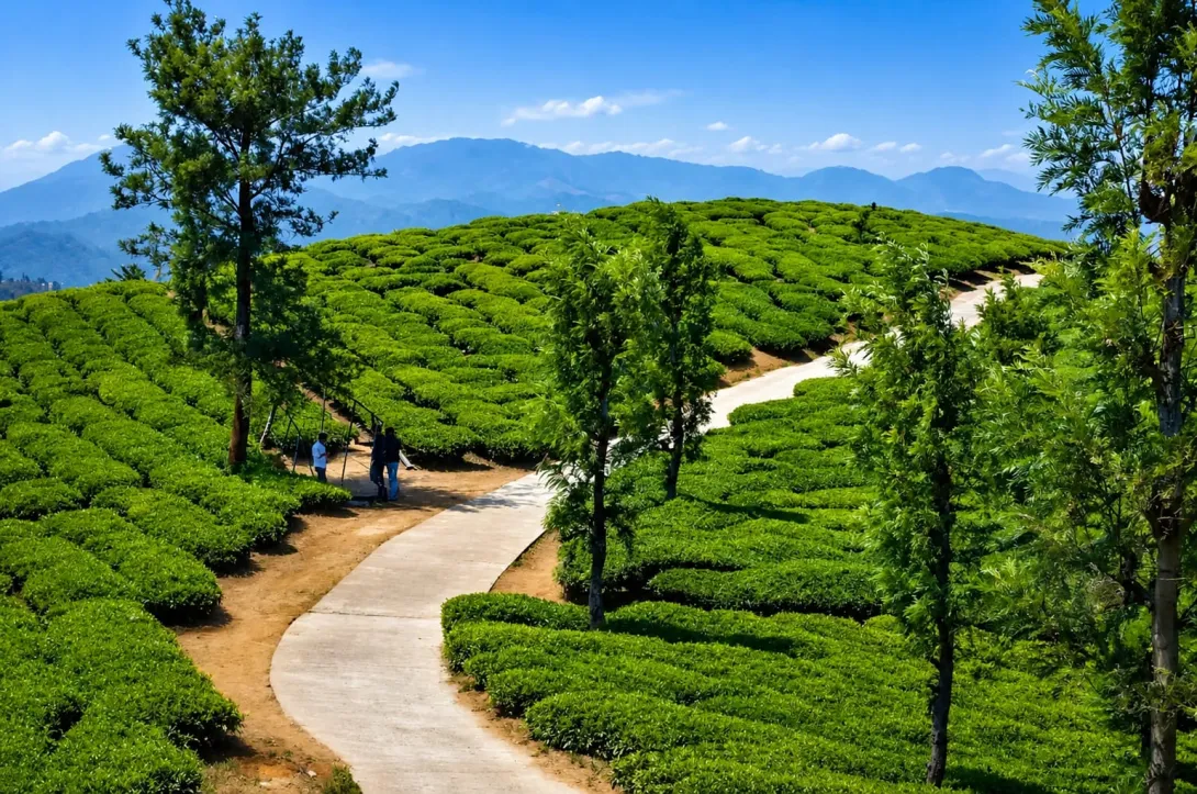 നാരങ്ങച്ചാൽ 
