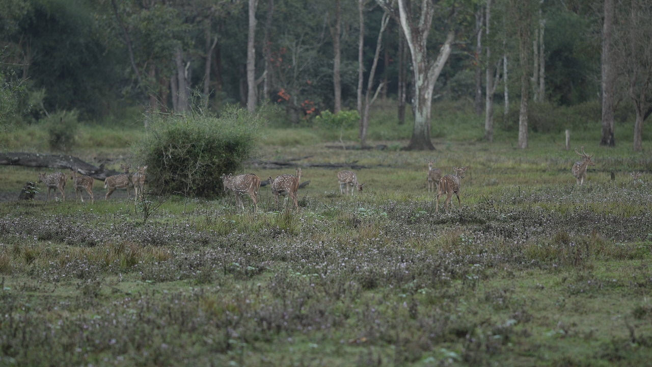 Wayanad Wildlife Sanctuary