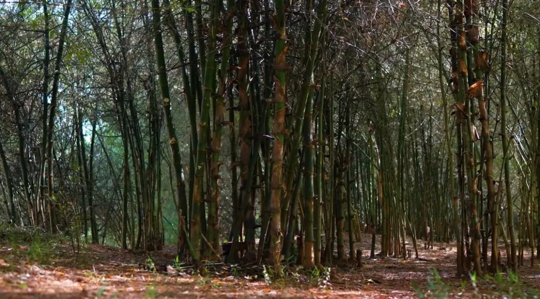 ചോലപ്പുറം പച്ചത്തുരുത്ത്