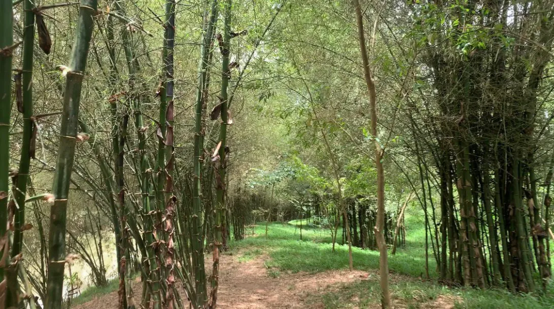 ചോലപ്പുറം പച്ചത്തുരുത്ത്
