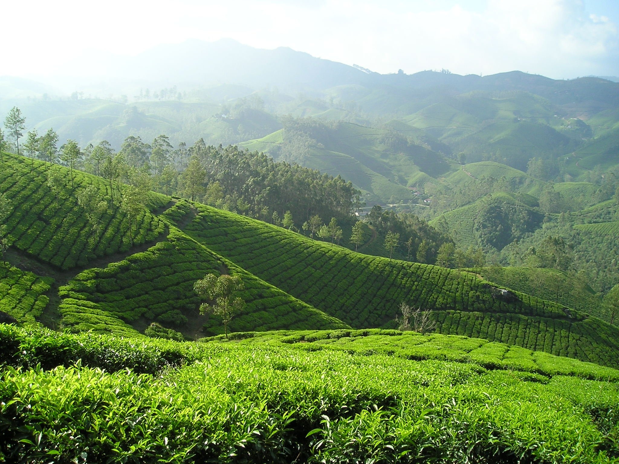 തേയിലത്തോട്ടങ്ങൾ