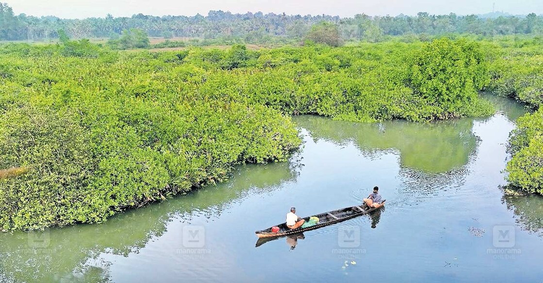 mangrove village