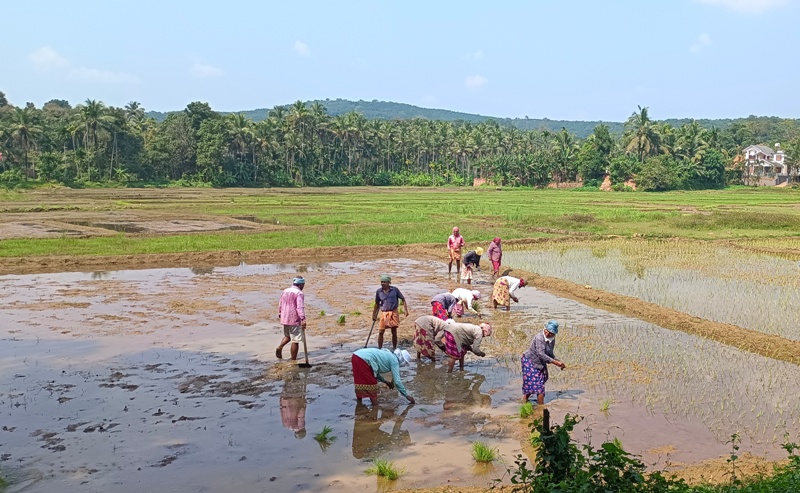 ചെങ്ങളായി വയൽ