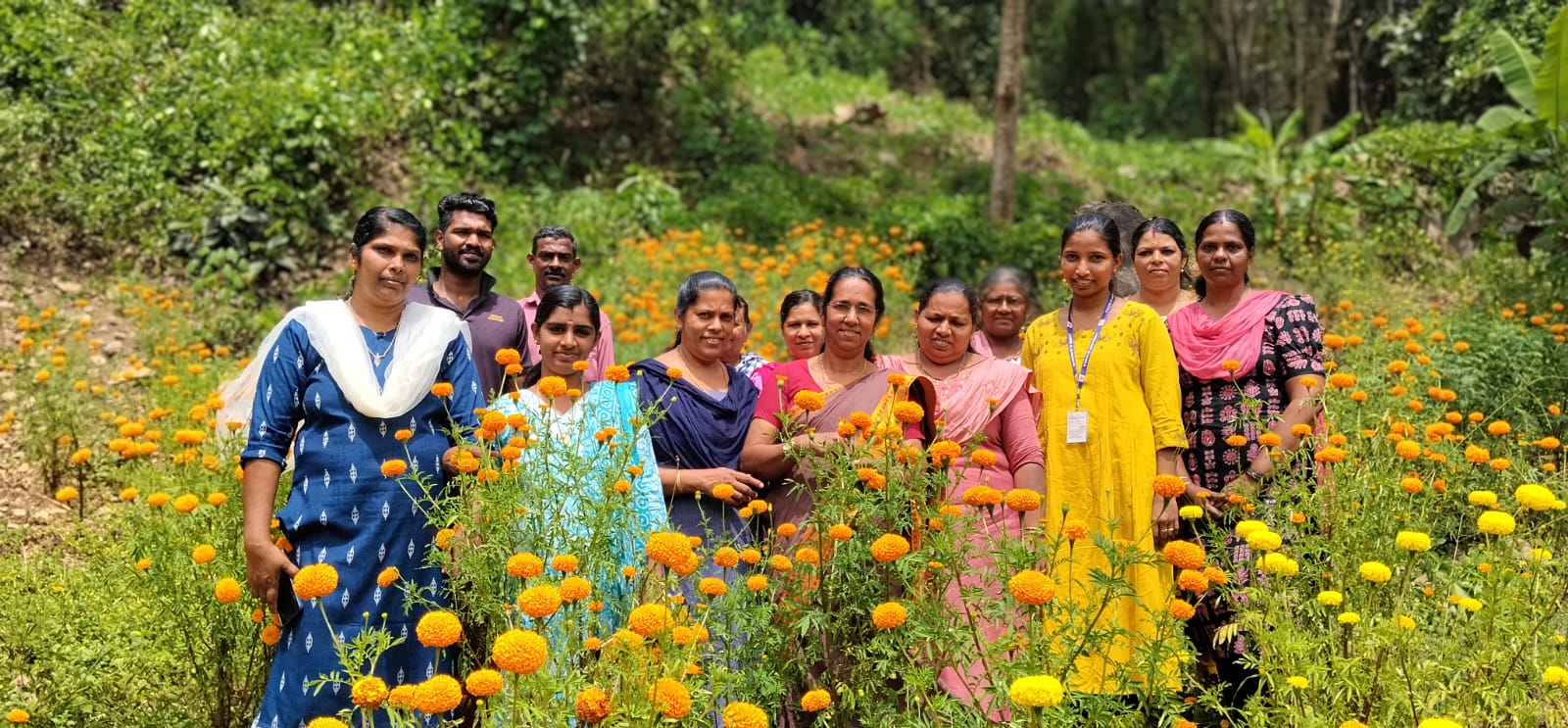 ചെണ്ടുമല്ലി കൃഷി വിളവെടുപ്പ്
