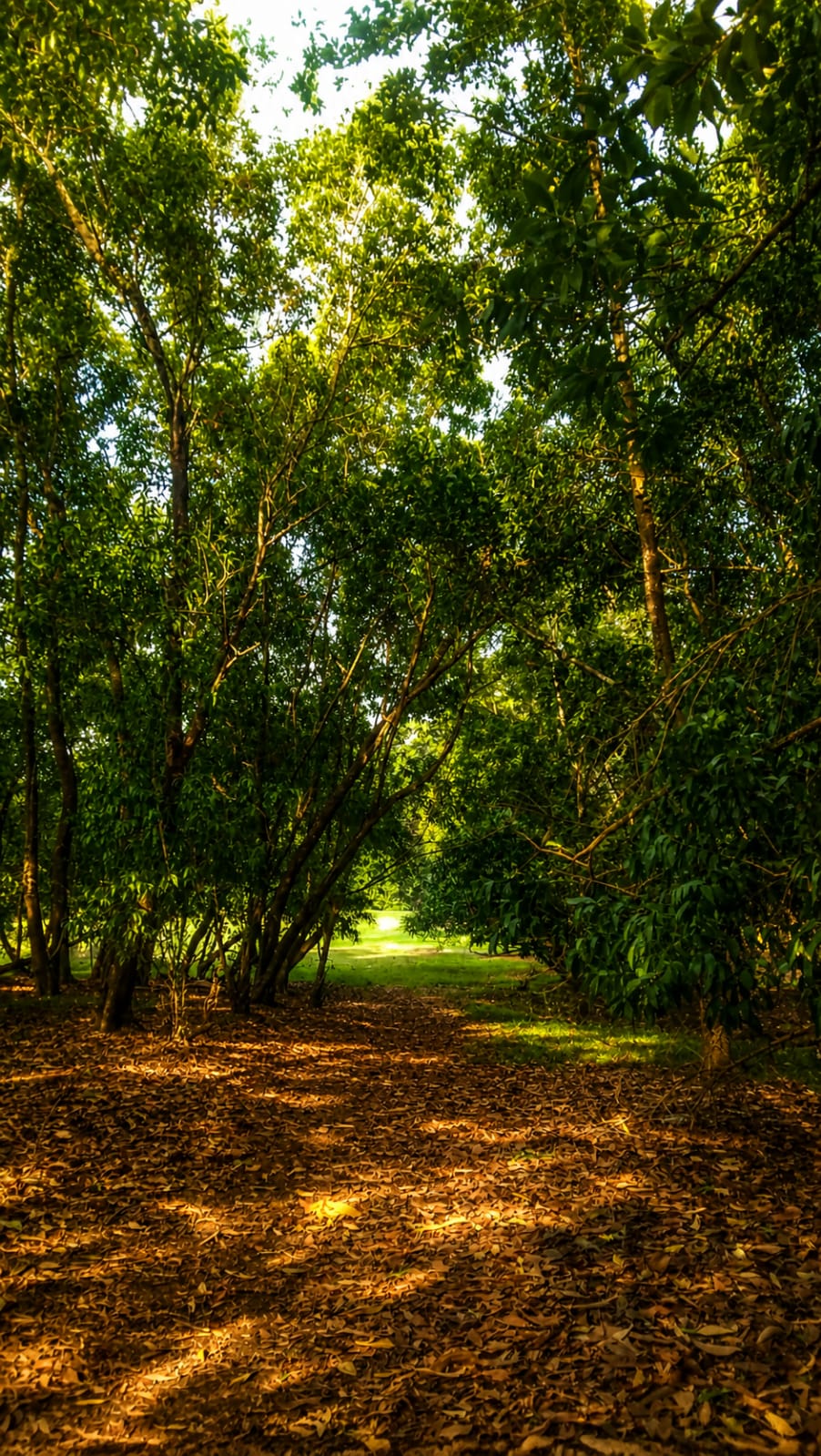 ECO PARK