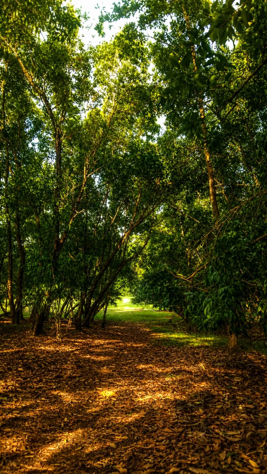 ECO PARK