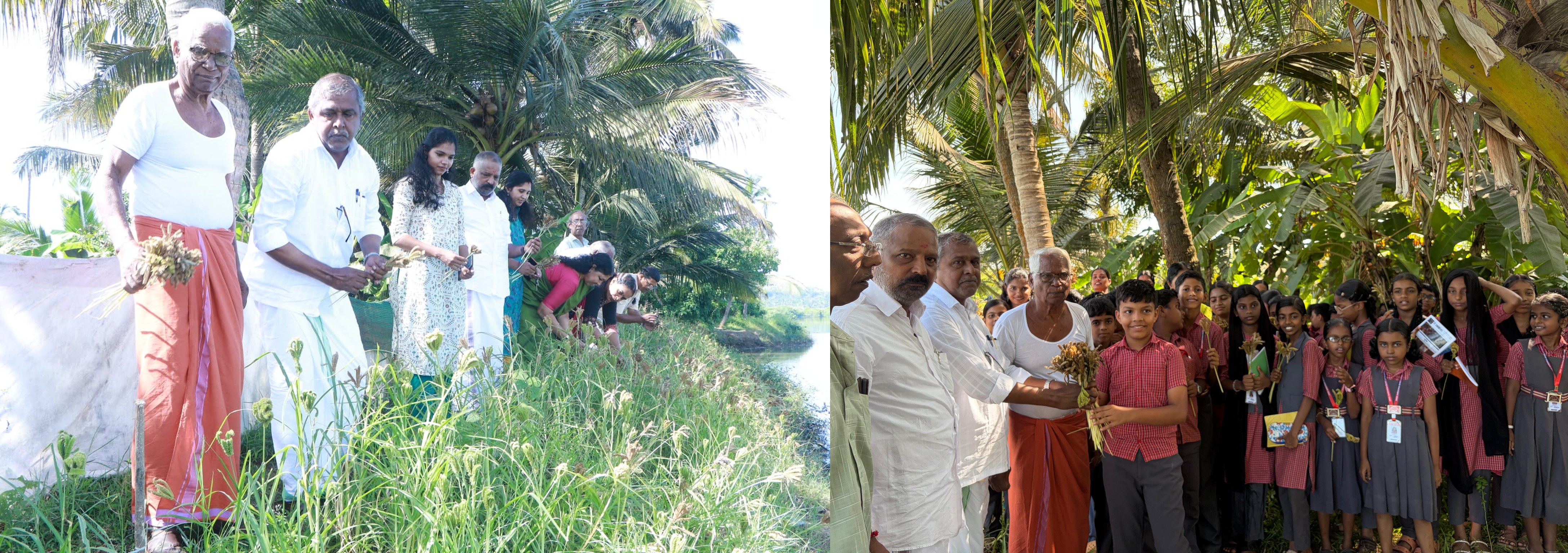 Millet Harvest Festival