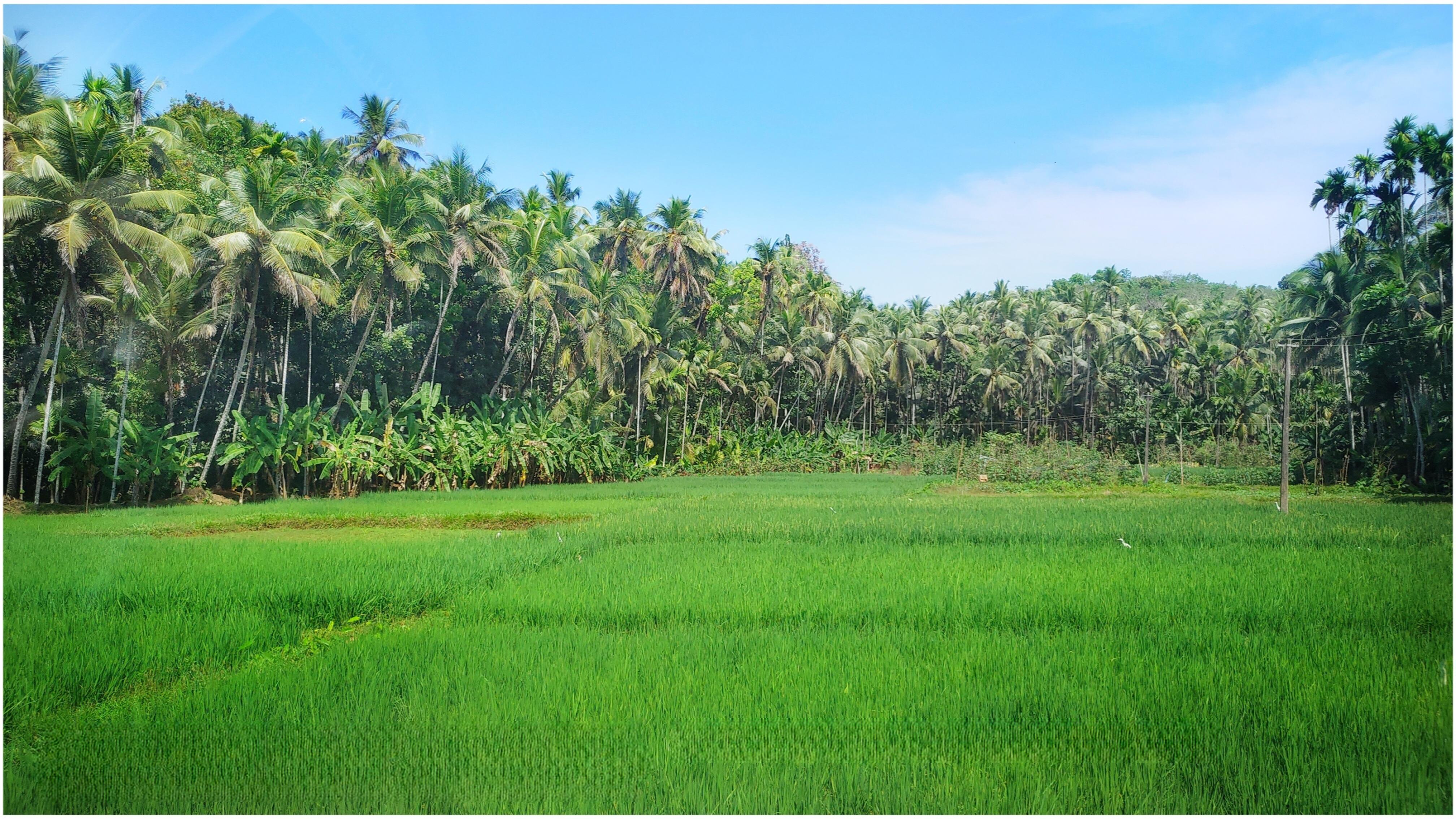 Paddy field