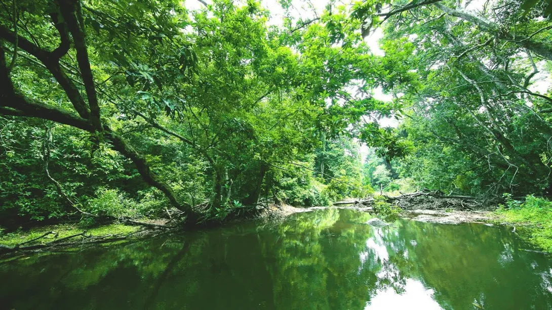 കണ്ണവം വനമേഖല