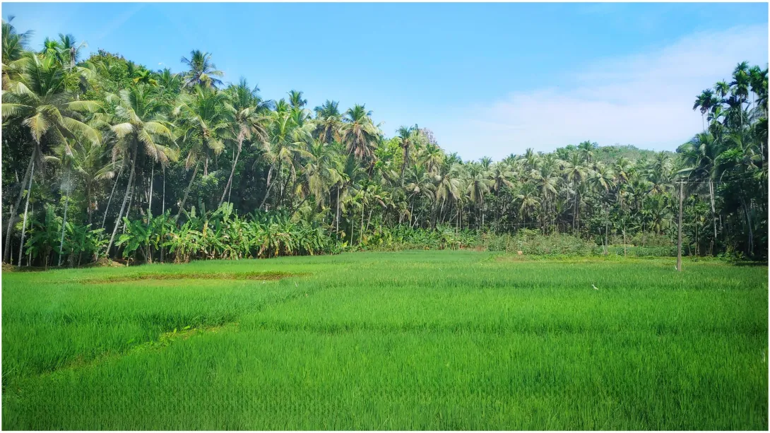 പാടശേഖരം