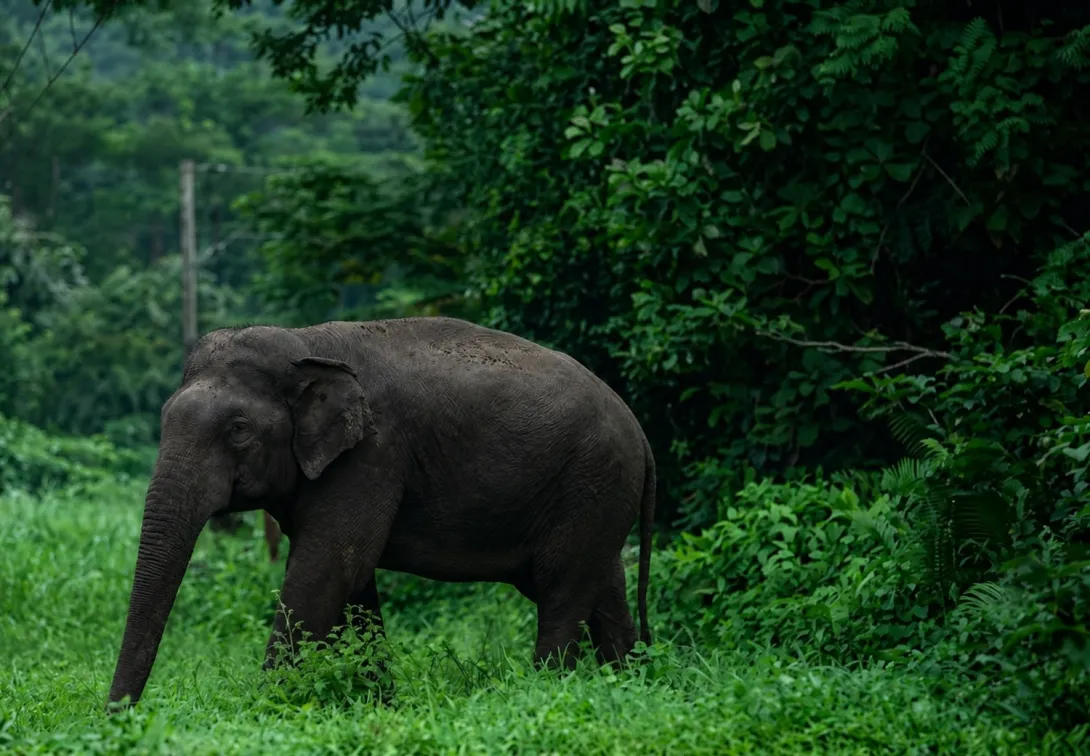 അയ്യന്‍കുന്നും വനസൗന്ദര്യവും