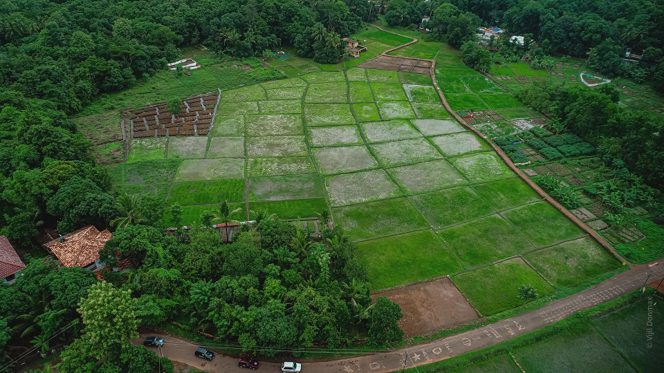 തെരൂര്‍ വയല്‍
