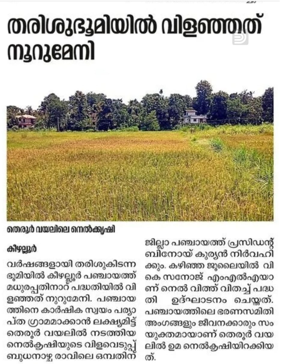 Paddy Cultivation in Therur Fields