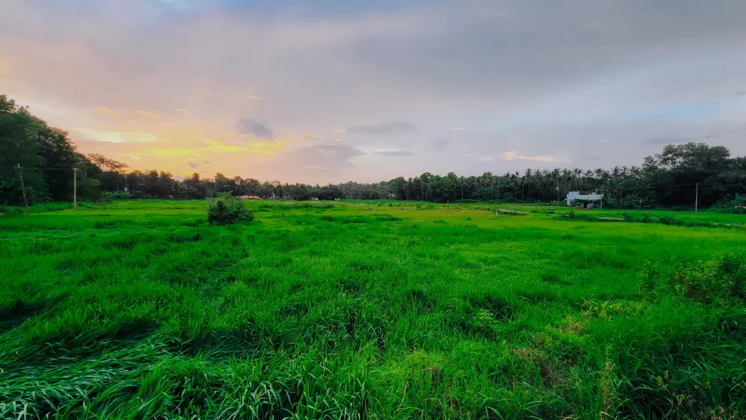 തെരൂര്‍ വയല്‍