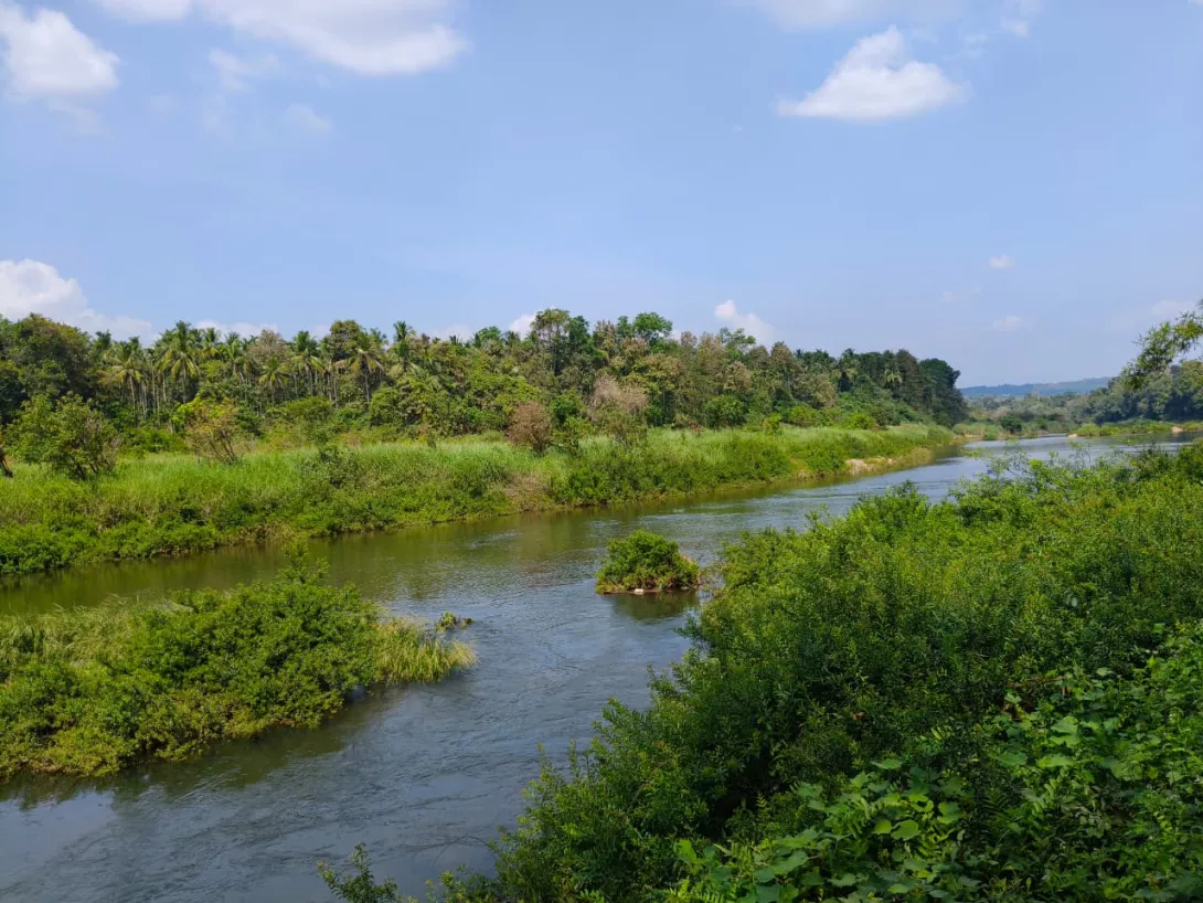 നിടുകുളം കടവ് തുരുത്ത്