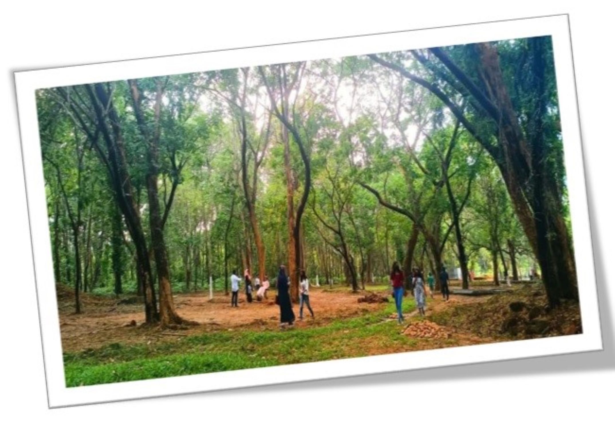 പെരുമ്പറമ്പ് ഇക്കോ പാർക്ക് 