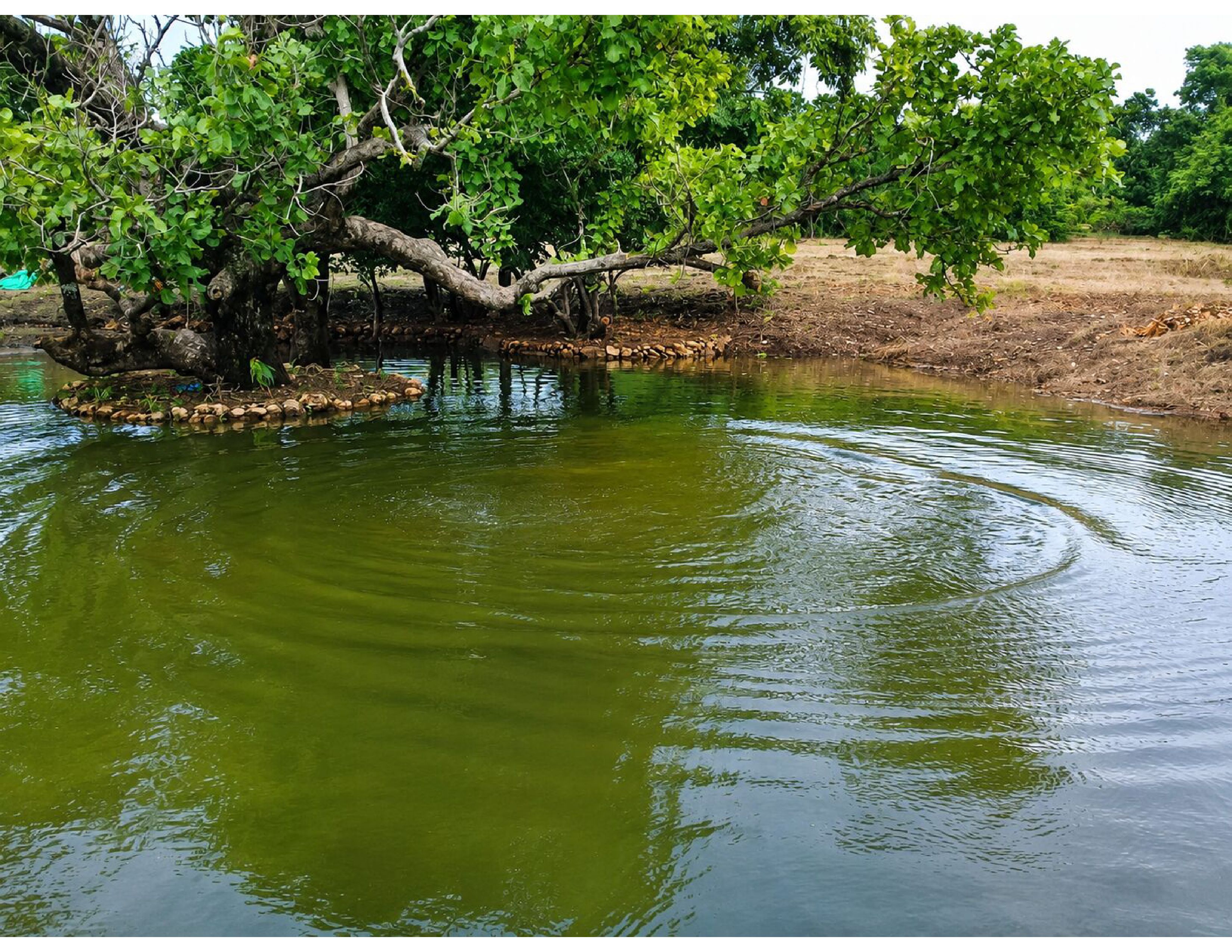 പുല്ലുമല പള്ളം