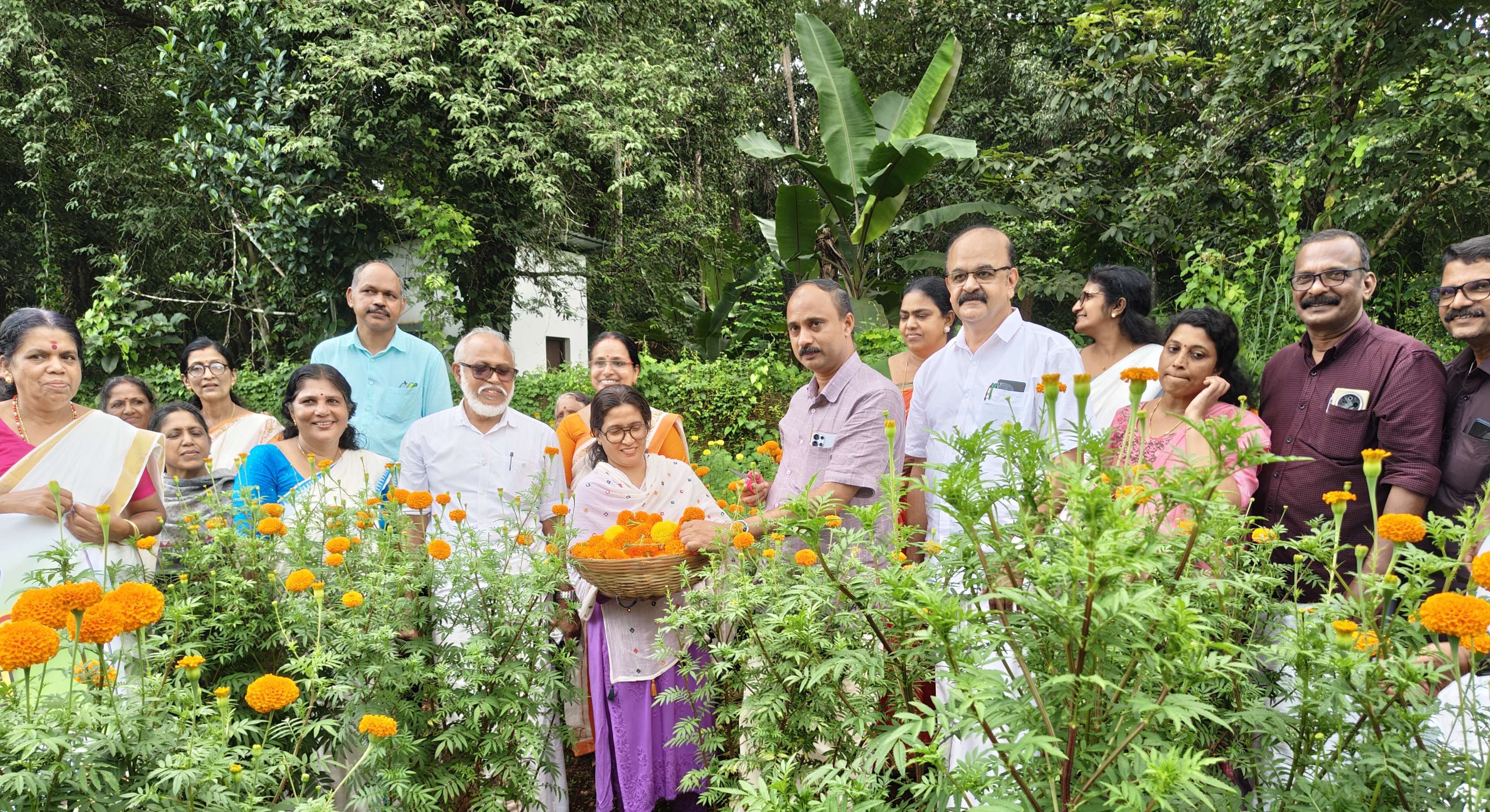 Harvesting marigolds.