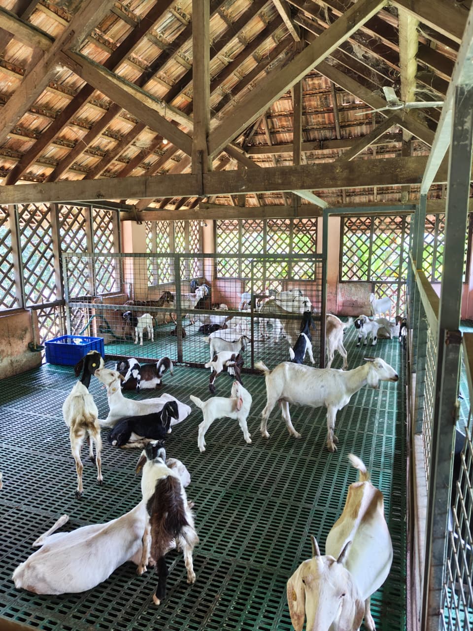 GOAT FARM ,KOMMERI