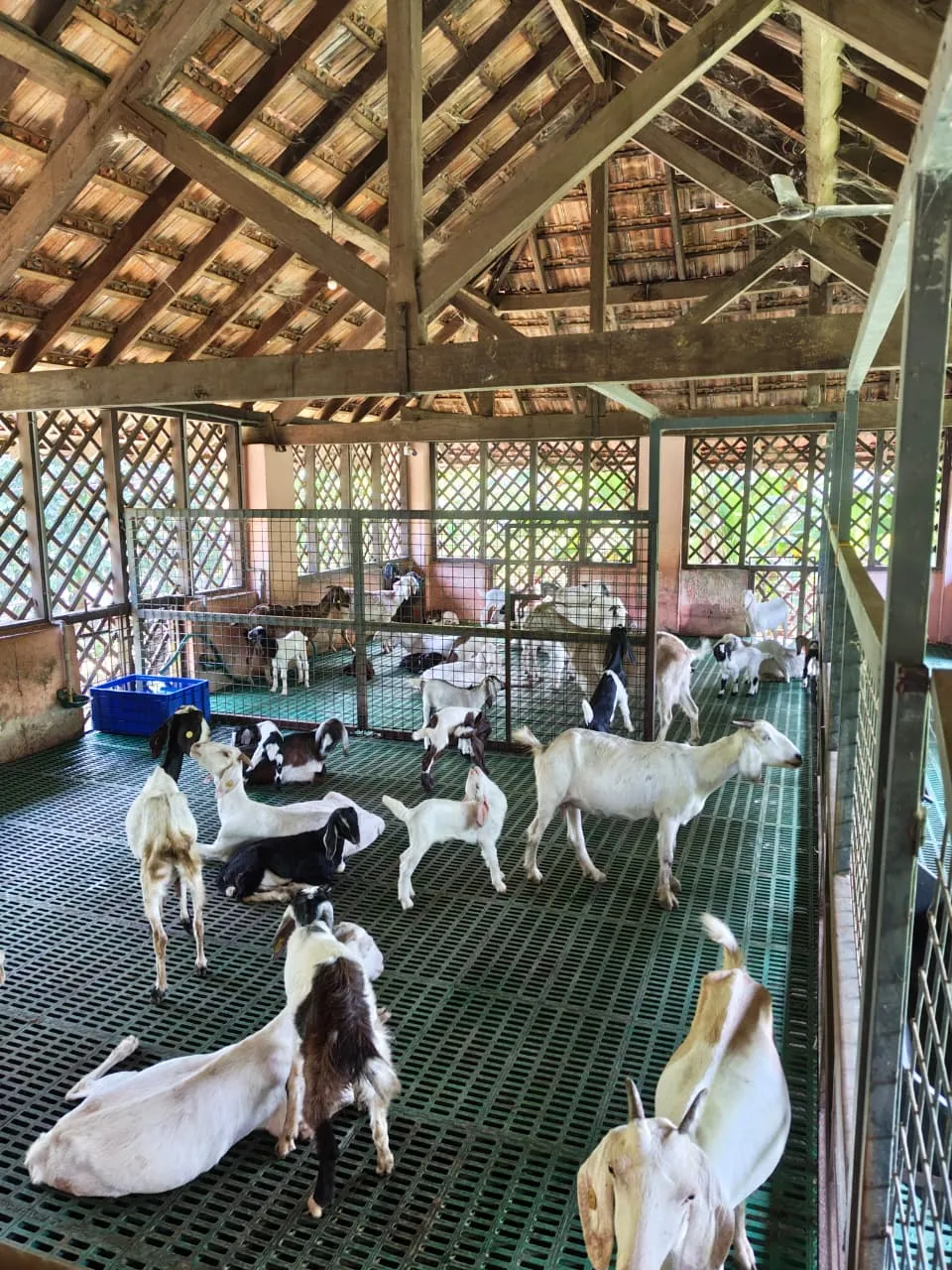 GOAT FARM 
